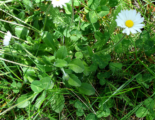 Bellis perennis - Pâquerette