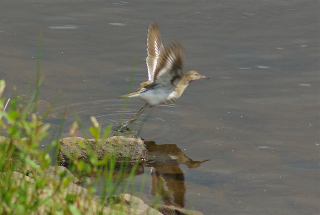 Common Sandpiper