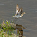 Common Sandpiper