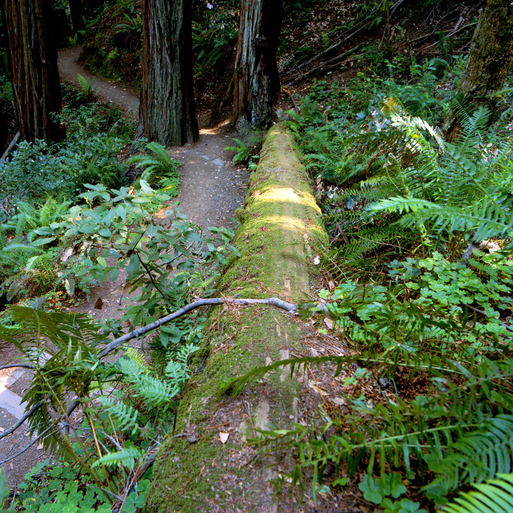 Fern Creek Trail