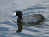 American Coot