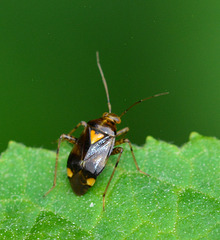 Liocoris Tripustulatus