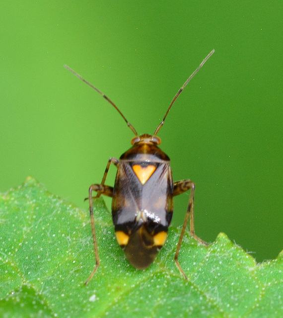 Liocoris Tripustulatus