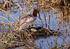 Great crested grebe with eggs