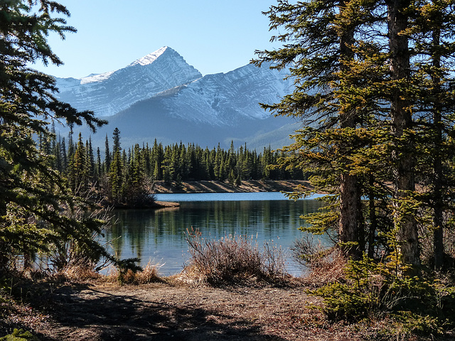 Forgetmenot Pond