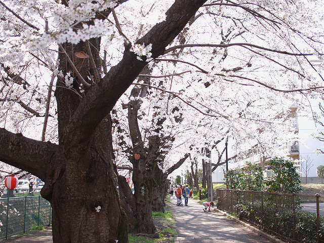 Strollers under cherry blossoms