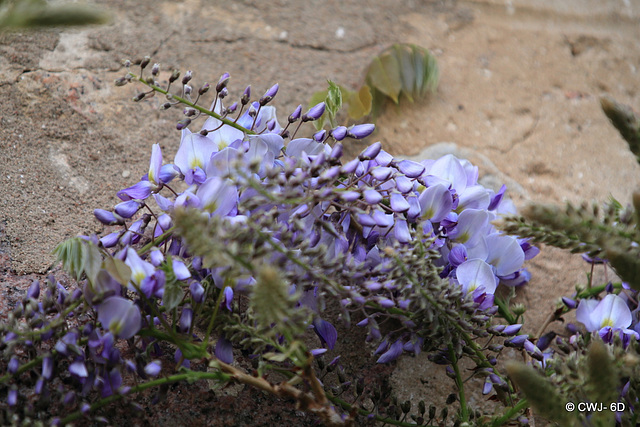 Wisteria blossom in the courtyard