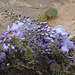 Wisteria blossom in the courtyard