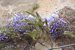Wisteria blossom in the courtyard