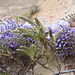 Wisteria blossom in the courtyard