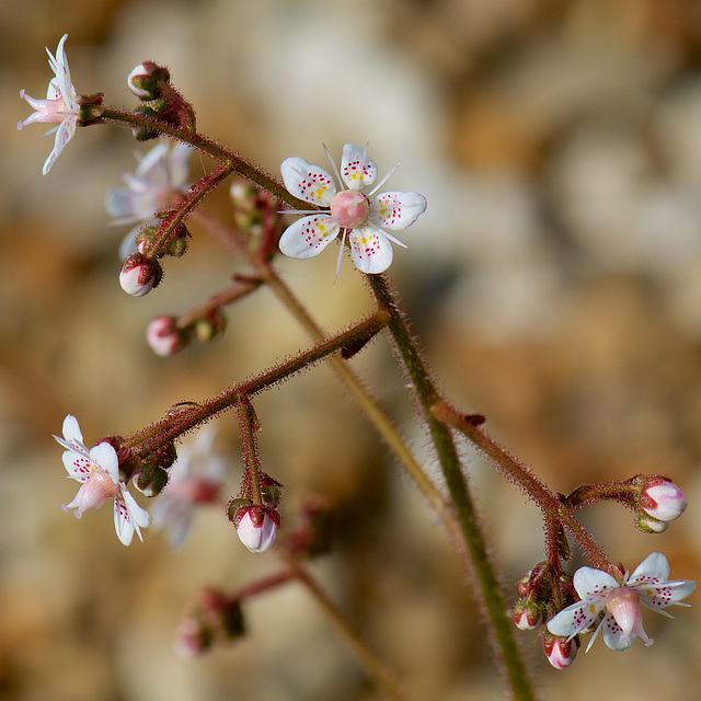 Saxifrage