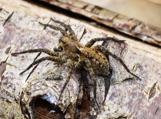 Jumping Spider,Salticidae?