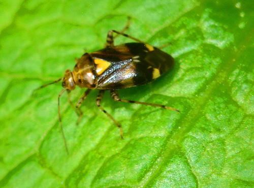 Liocoris Tripustulatus