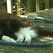 Oreo sleeping - July 2009