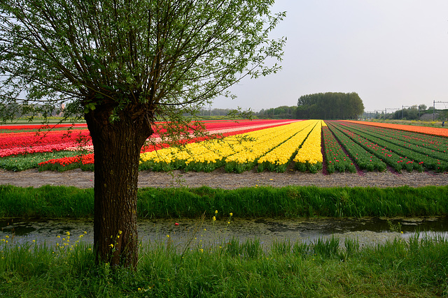 Tulip ﬁelds