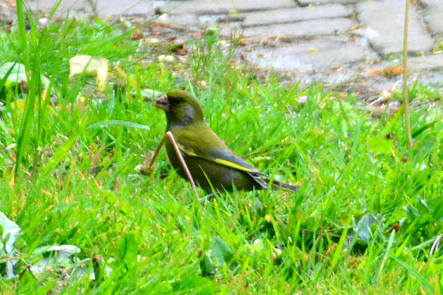 Greenﬁnch