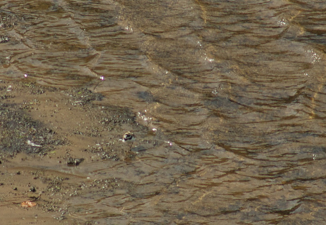 Little Ringed Plover