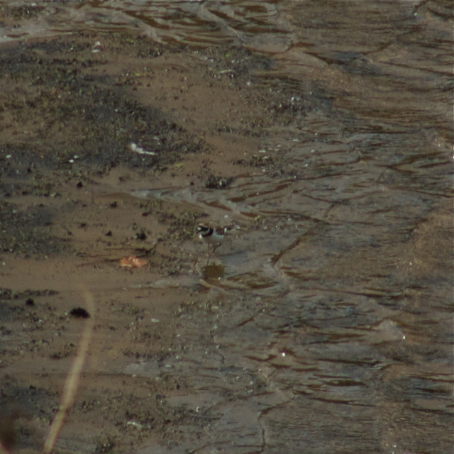 Little Ringed Plover