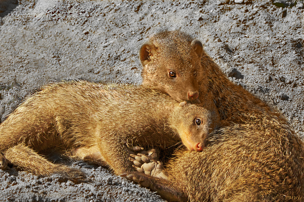 Zweisamkeit / tender intimacy / moment de tendresse