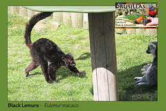 Drusillas Black Lemurs m&f  - 14.4.2014