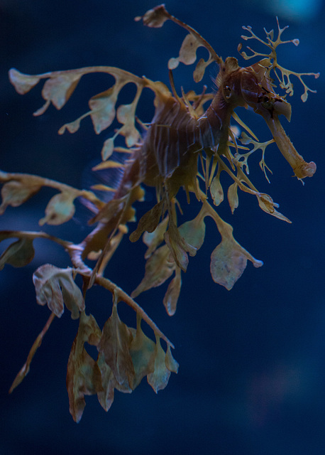 Leafy Seadragon