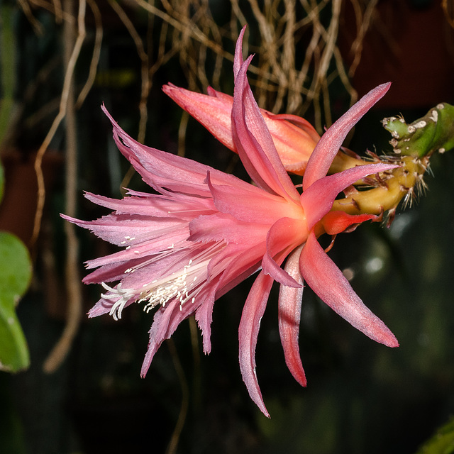 Disocactus-Epiphyllum-Hybride - 2014-04-27-_DSC2056