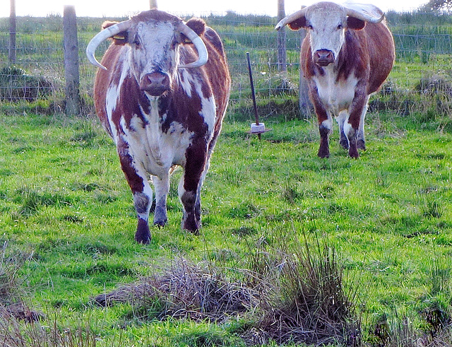 English Longhorn cattle.