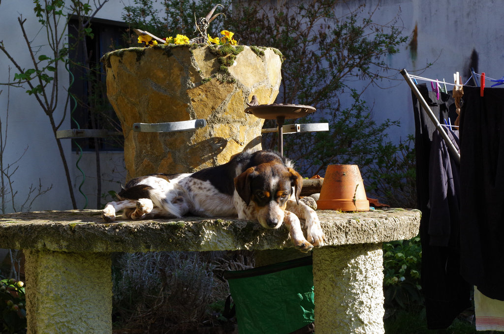 Mon petit jardin - my little garden - mein kleiner Garten