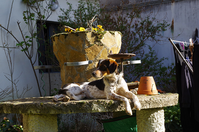 Mon petit jardin - my little garden - mein kleiner Garten