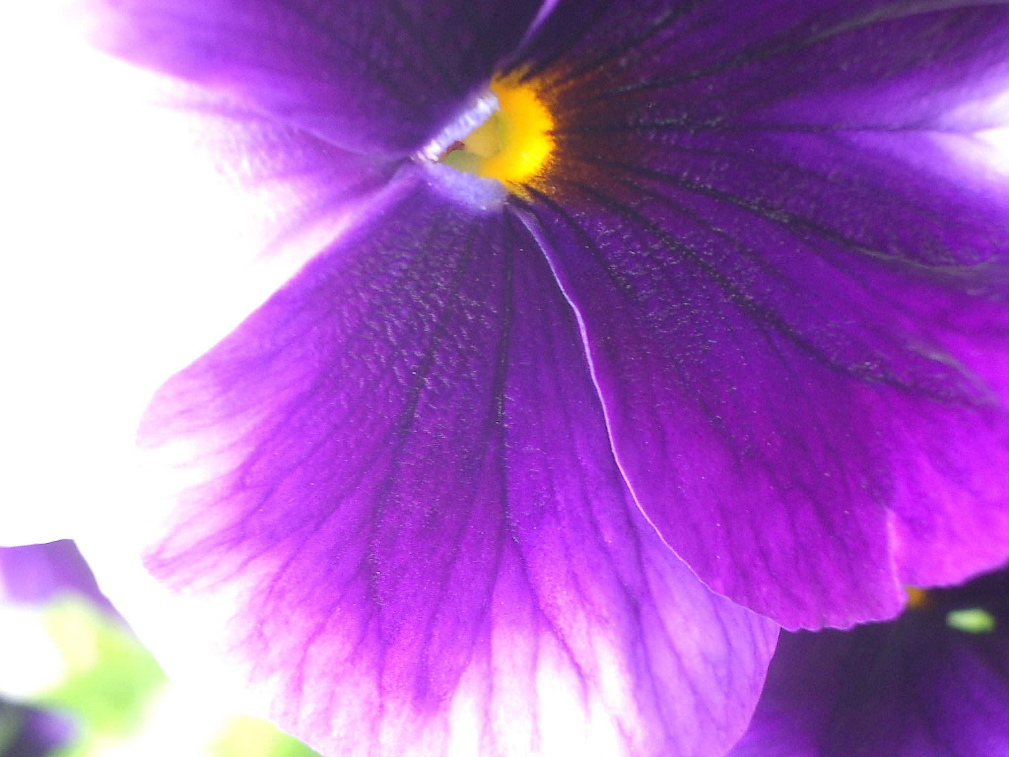 purple pansy