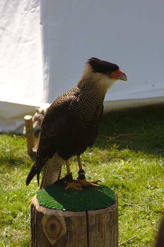 img 0017
