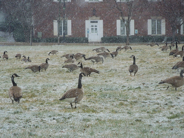 pests in the snow