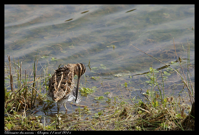 Bécassine des marais DSC07621