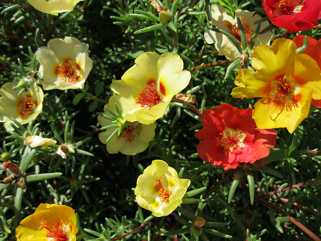 portulacas