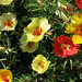 portulacas