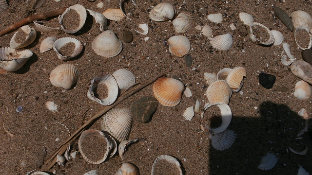 Lots of cockle shells were dotted all over the beach