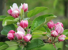 Apfelblütenknospen