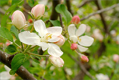 Crabapple