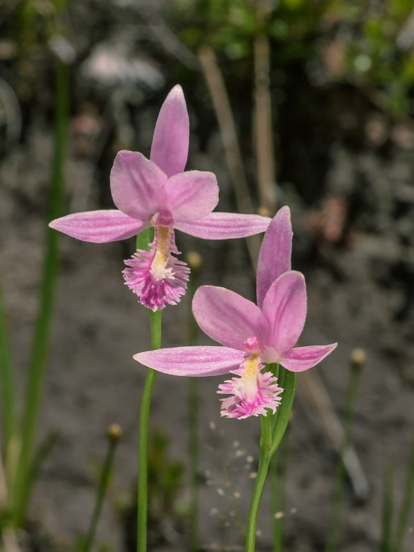 Pogonia ophioglossoides (Rose Pogonia orchid, Snakemouth orchid)
