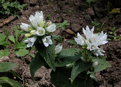 Campanula glomerata alba