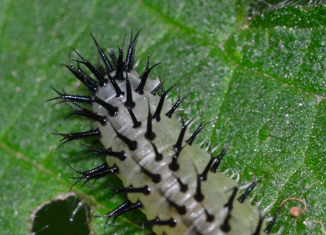 Sawfly larva