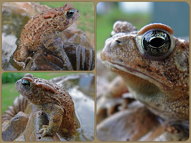 Moonflower Frog  swim Collage !!