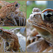Moonflower Frog  swim Collage !!