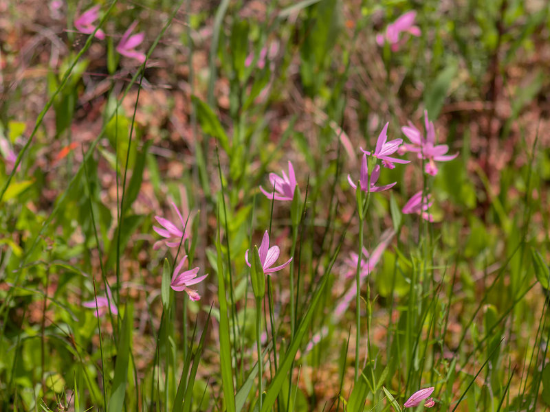 Pogonia ophioglossoides (Rose Pogonia orchid, Snakemouth orchid)