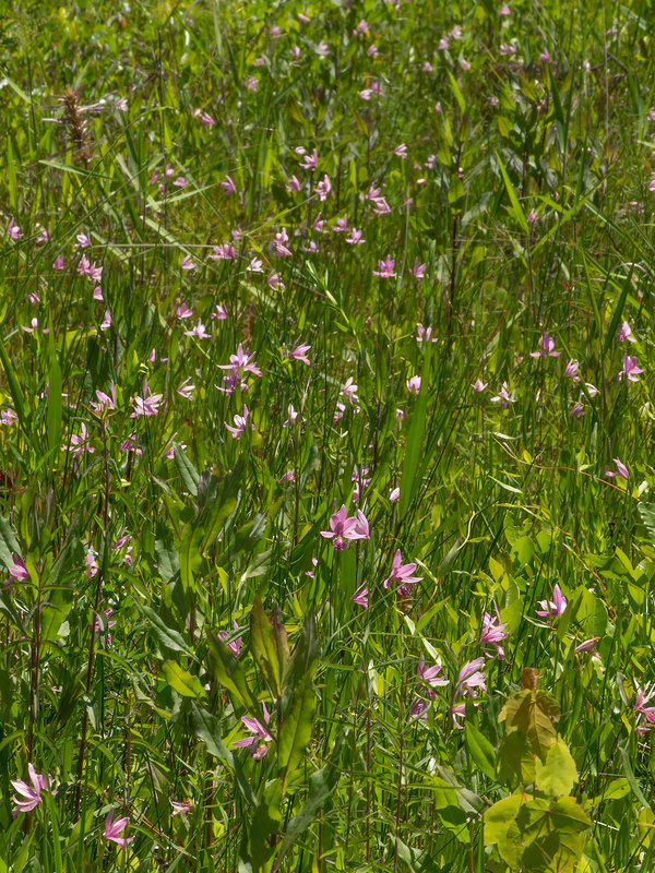 Pogonia ophioglossoides (Rose Pogonia orchid, Snakemouth orchid)