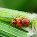 Harpocera thoracica nymph....thanks to Maria for ID!