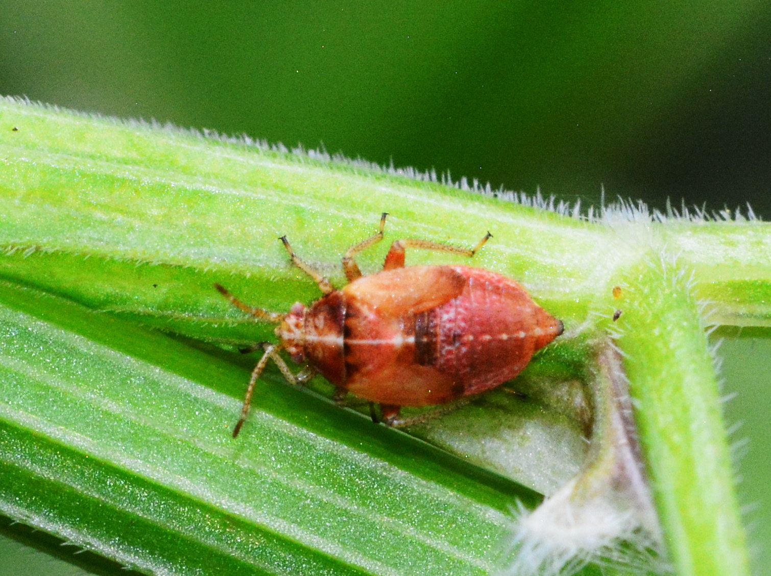 Harpocera thoracica nymph....thanks to Maria for ID!