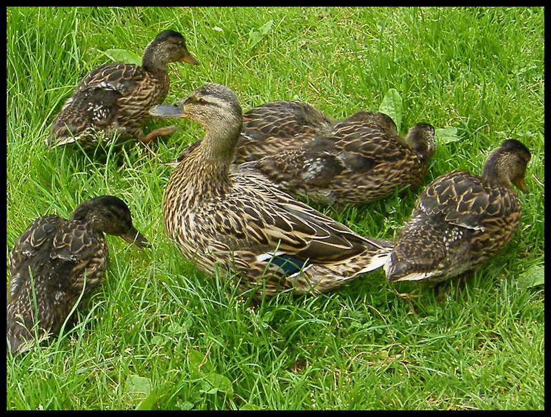 duck family