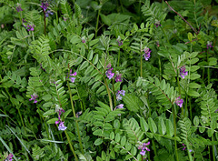 Vicia sepium