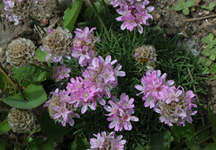 Armeria